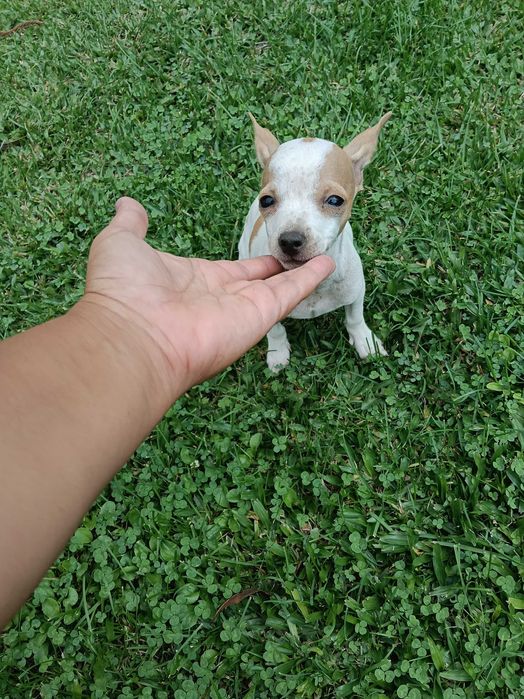 Pinscher fêmea linda