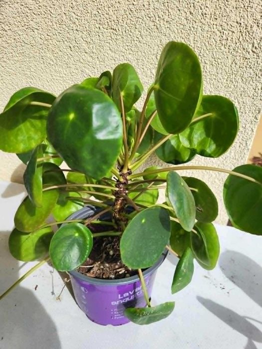 Sprzedam kwiat Pilea (Pieniążek)