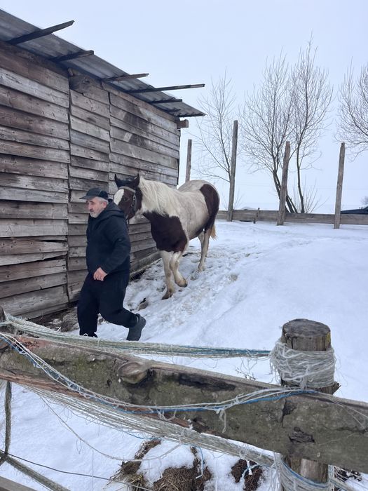 Продам кобилу 75000 тисяч