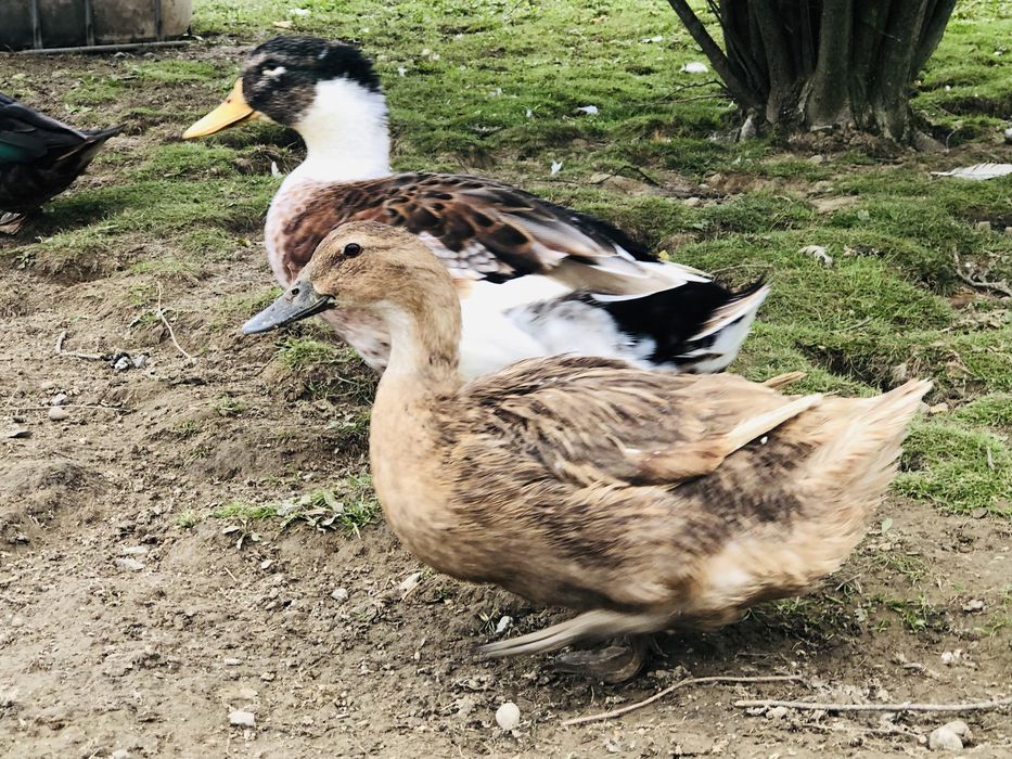 Jaja lęgowe kaczki staropolskiej / jajka lęgowe