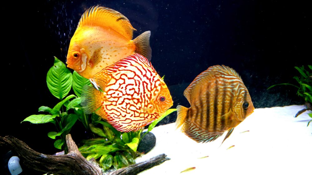 Dyskowce paletki 14-17cm 500g Bernd