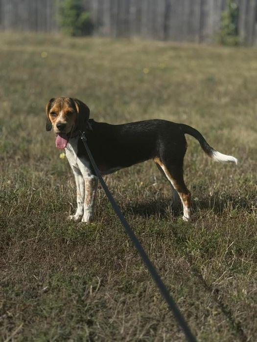 Собачка біголдь чистокровна