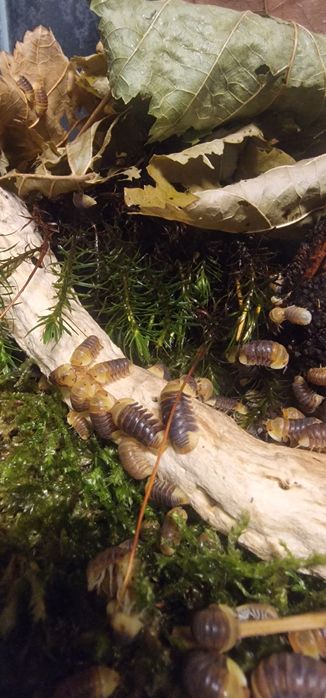 10 Cubaris Rubber Ducky prosionki ekipa sprzątająca