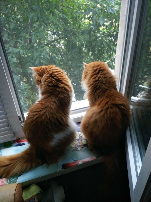 Отдам в любящую семью котиков