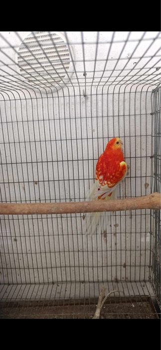 Red rumped macho