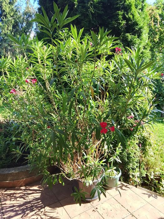 Olbrzymi oleander