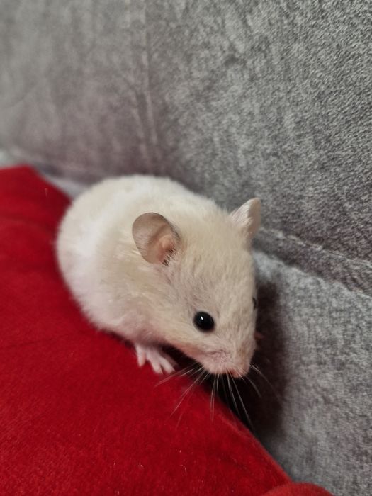 Маленькі хом'ячки