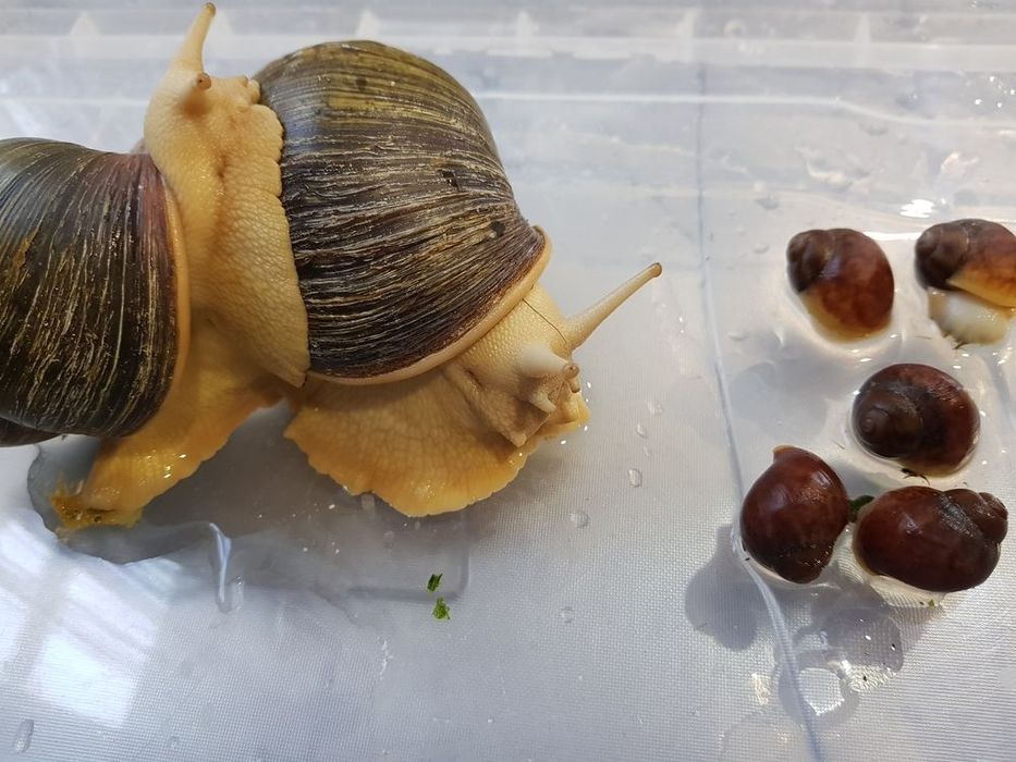 Равлики.  Архахатина Вентрікоза лелеуціст .