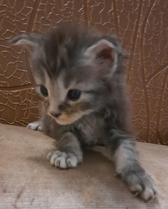 Акция в питомнике!Котята мейн-кунята Доставка