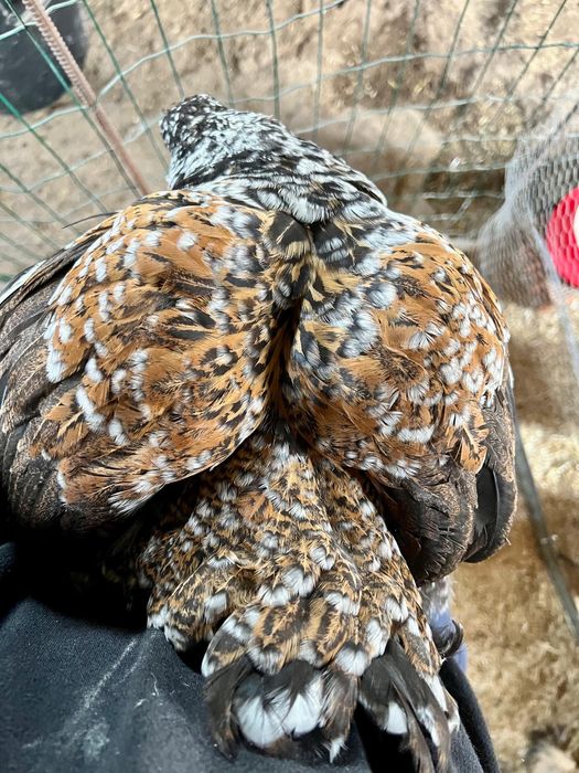 BRAHMA MIL FLORES ( OVOS )