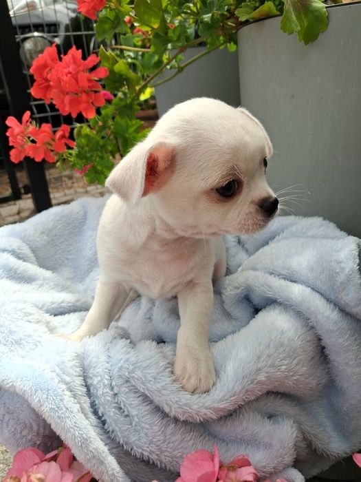Chihuahua Piesek