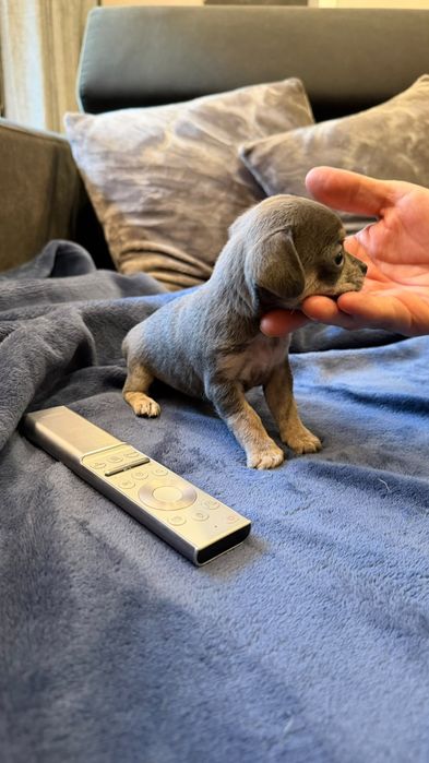 Chihuahua top top