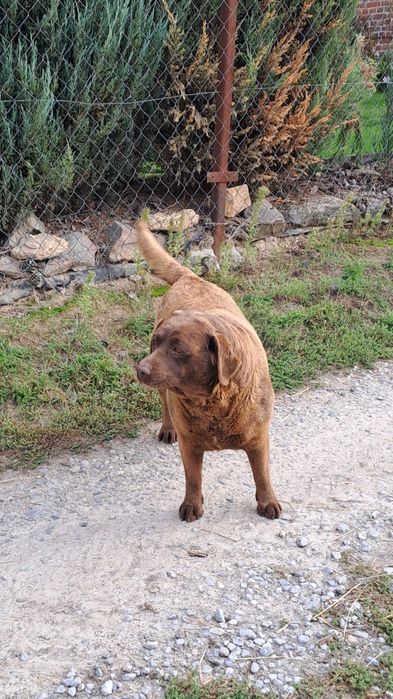 Labrador suczka  6 lat