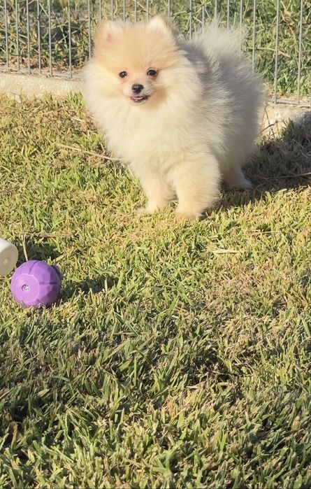 Lulu da Pomerânia menino Micro Miniatura