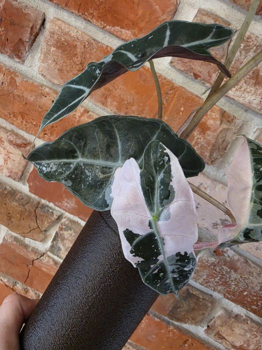 Alocasia Polly Variegated Snow Pink Superb