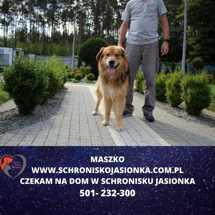 Maszko do adopcji – Schronisko Jasionka