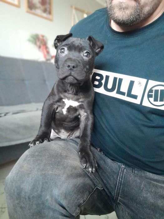 American staffordshire terrier piesek amstaff