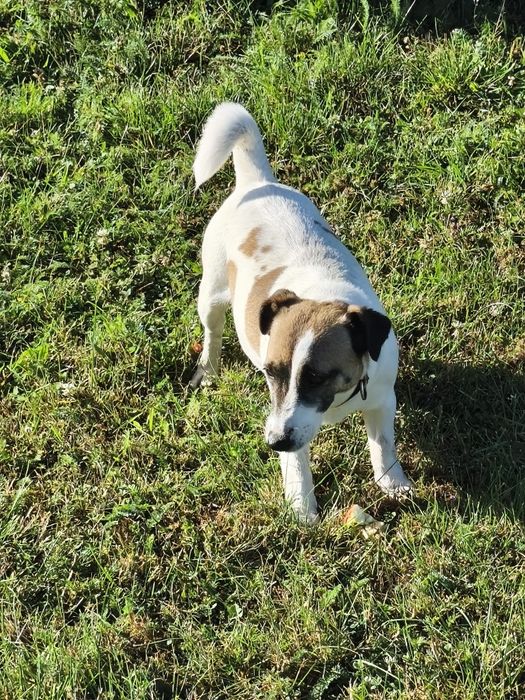 Jack Russell Terrier, suczka