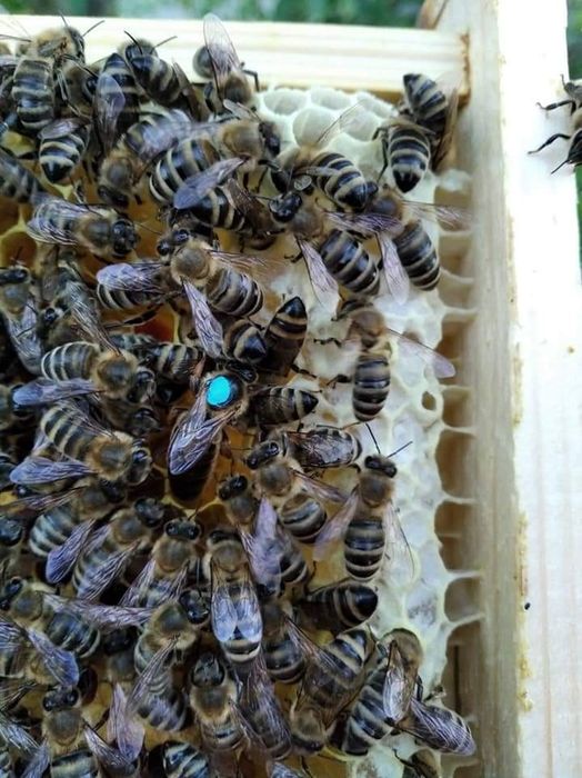 Продам "Бджоло-пакети Карпатка  Гірська"