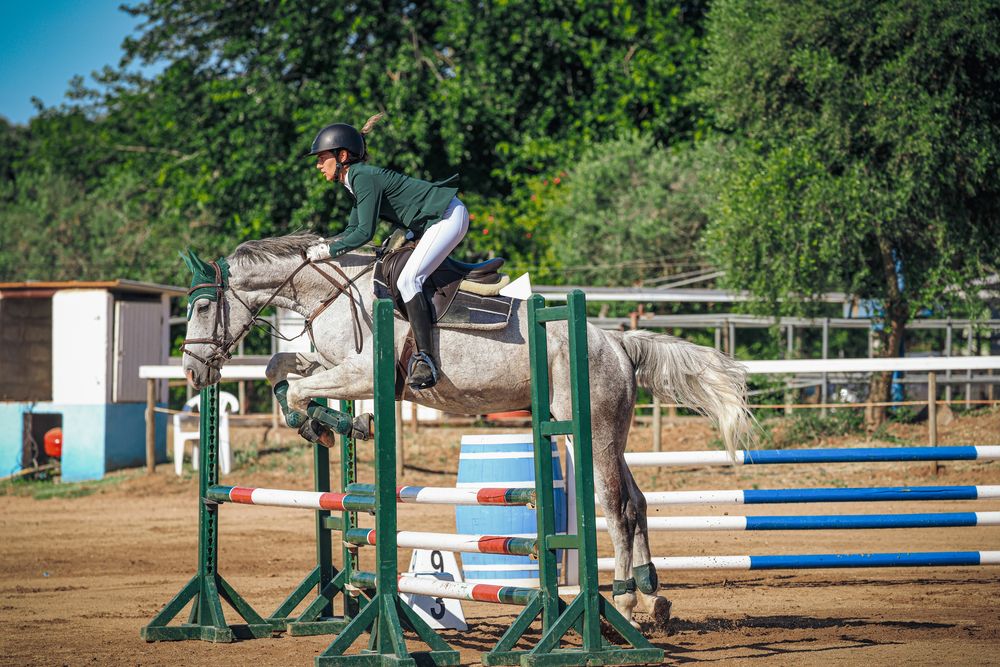 Cavalo castrado 7anos