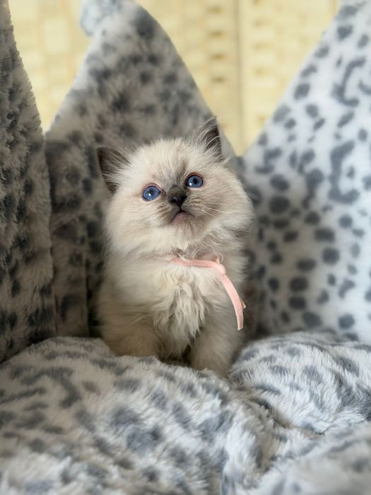 Sliczna kotka ragdoll