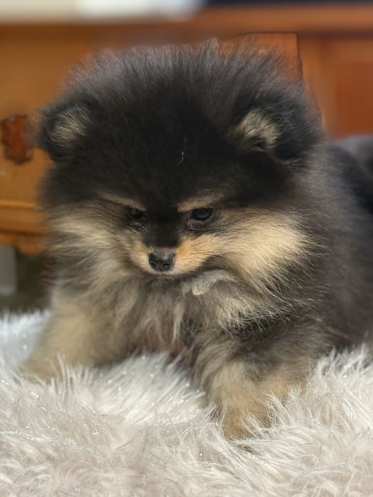 Leoś szpic minaturowy