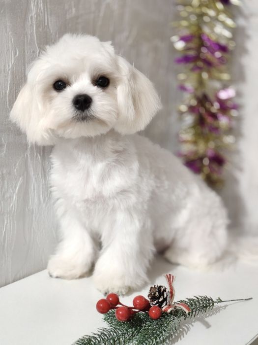 Чудесный Мальчик мальтезе