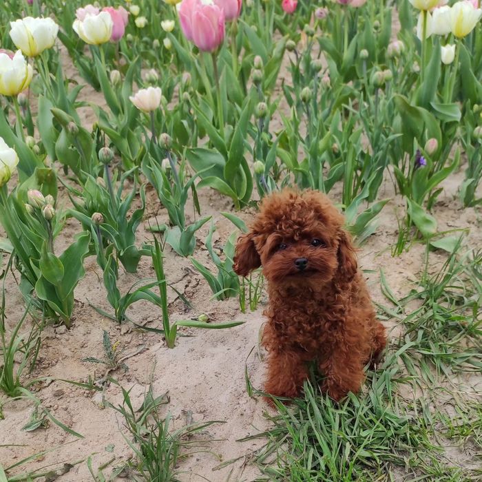 Пудель той мальчик