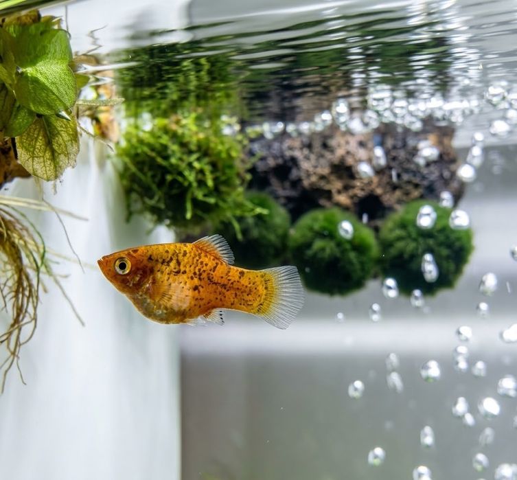 Platys juvenis disponíveis