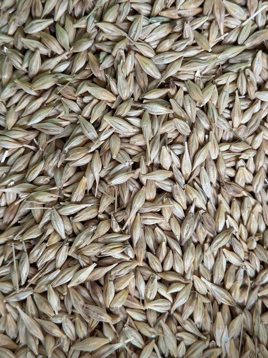 Jęczmień Paszowy czyszczony Ekstra!