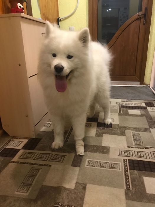 Вязка,молодий самоїд шукає самку