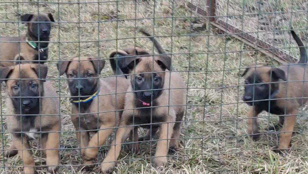 Щенки малинуа. Бельгийская овчарка.
