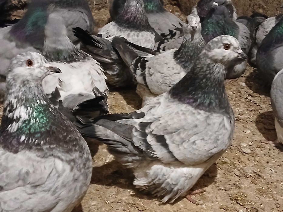 Mondain, Mondainy likwidacja hodowli