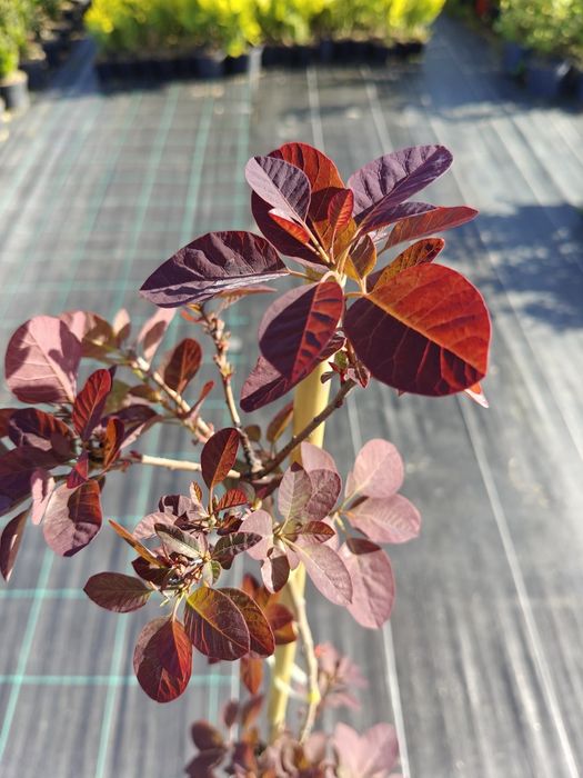 Perukowiec podolski 'Royal Purple' doniczka 2 litry