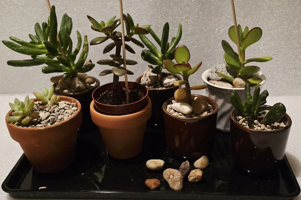 Grubosz crassula hobbit ucho Shreka bonsai