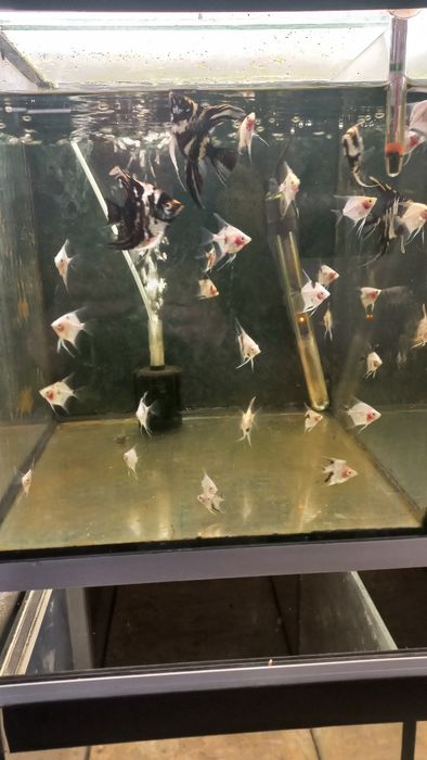 skalary własna hodowla