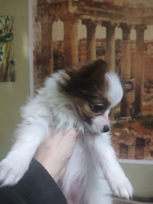 Папільйон папійон