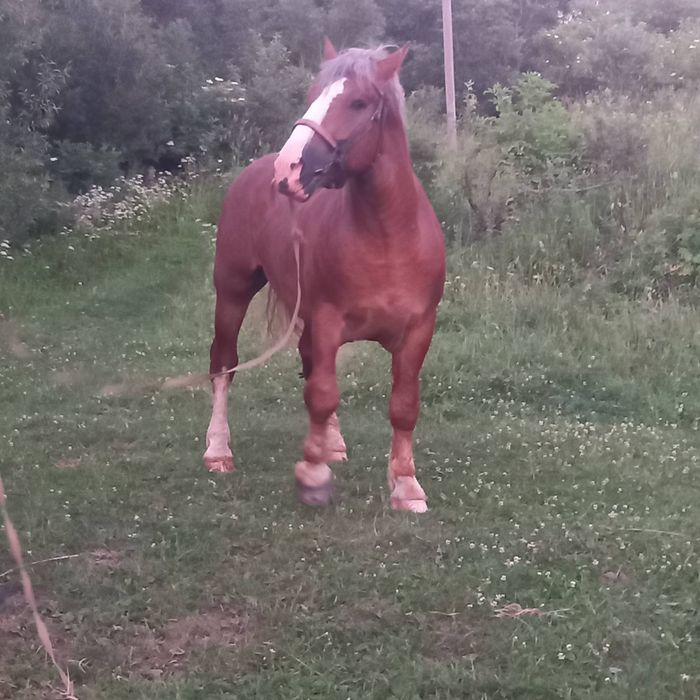 Молодий кінь на паровку