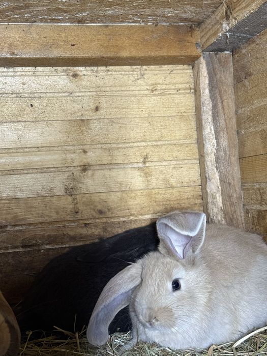 Sprzedam króliki hodowlane mieszańce