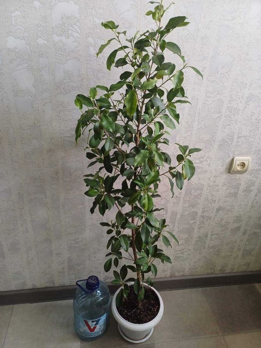 Фікус  Алі КРУПНОМІРИ Ретуза Сансевієрія