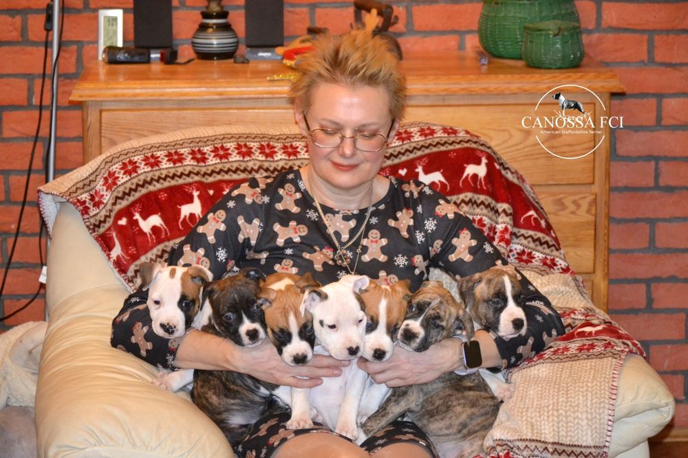 Gotowa do odbioru sliczna suczka American Staffordshire Terrier ZKwP
