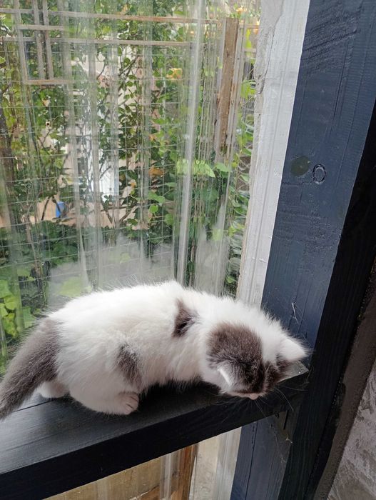 Віддам кошенятко 2 міс