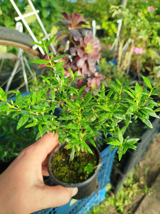 Мирт деревця від 100 грн