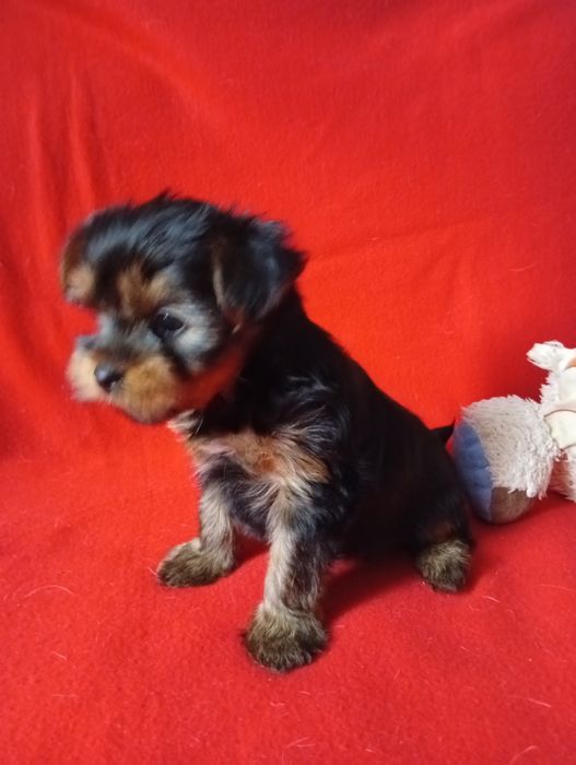 Yorkshire terrier szczeniak dziewczynka