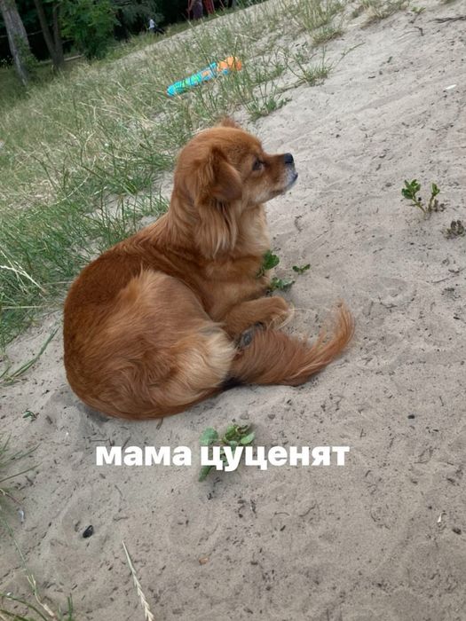 Віддам цуценят в добрі руки, безкоштовно!