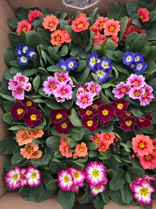 Примула до 14 лютого та 8 березня