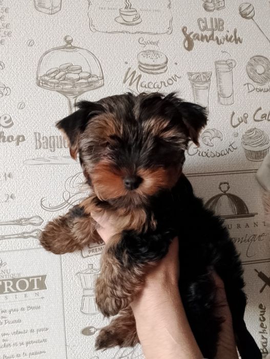 Продам  собачку міні Йорк