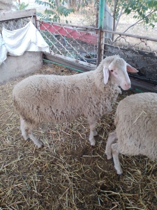 Баран на племя мерінос