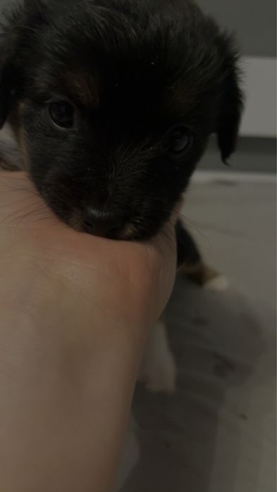 Oddam za darmo szczeniaki