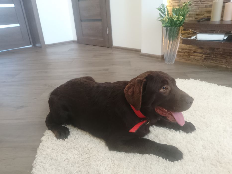 Лабрадор ретривер дівчата